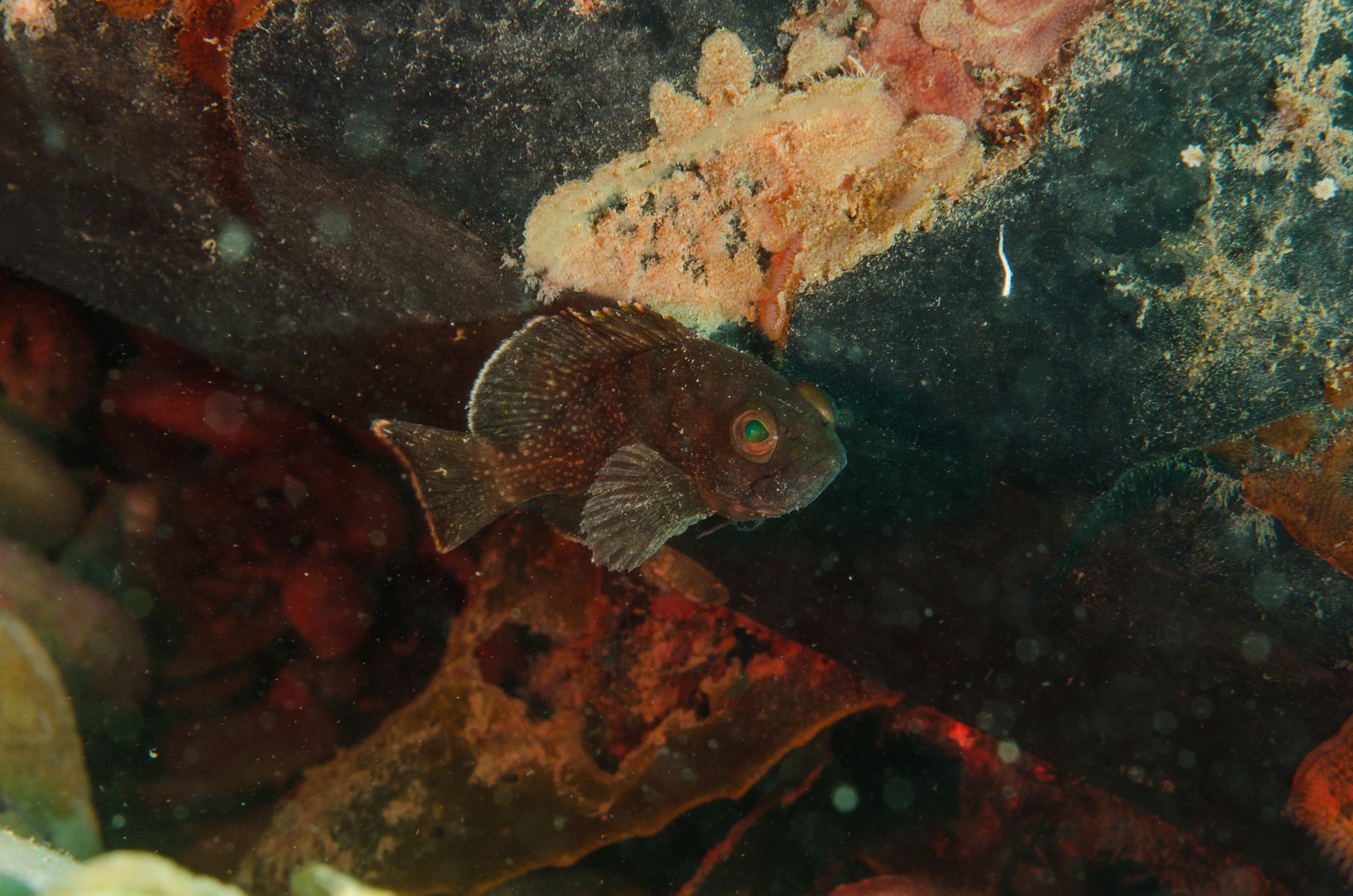 Fish