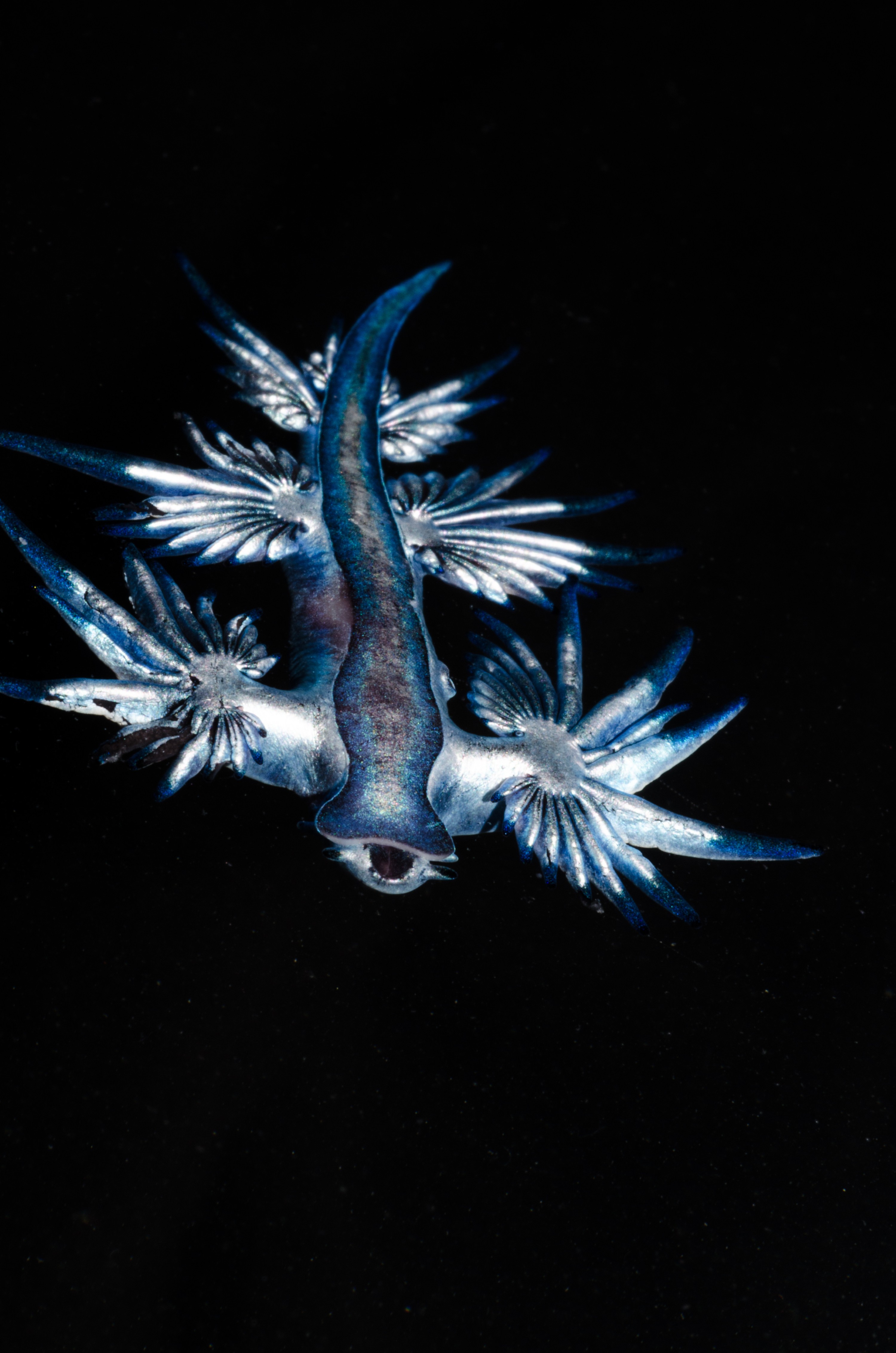 DSC_4182 – Underwater, Glaucus, atlanticus, Northland, nudibranch, blue, pokemon, pelagic, swallow, seaslug, sea slug, slug, sea, Crispin, marine, new zealand, zealand, new, nz,