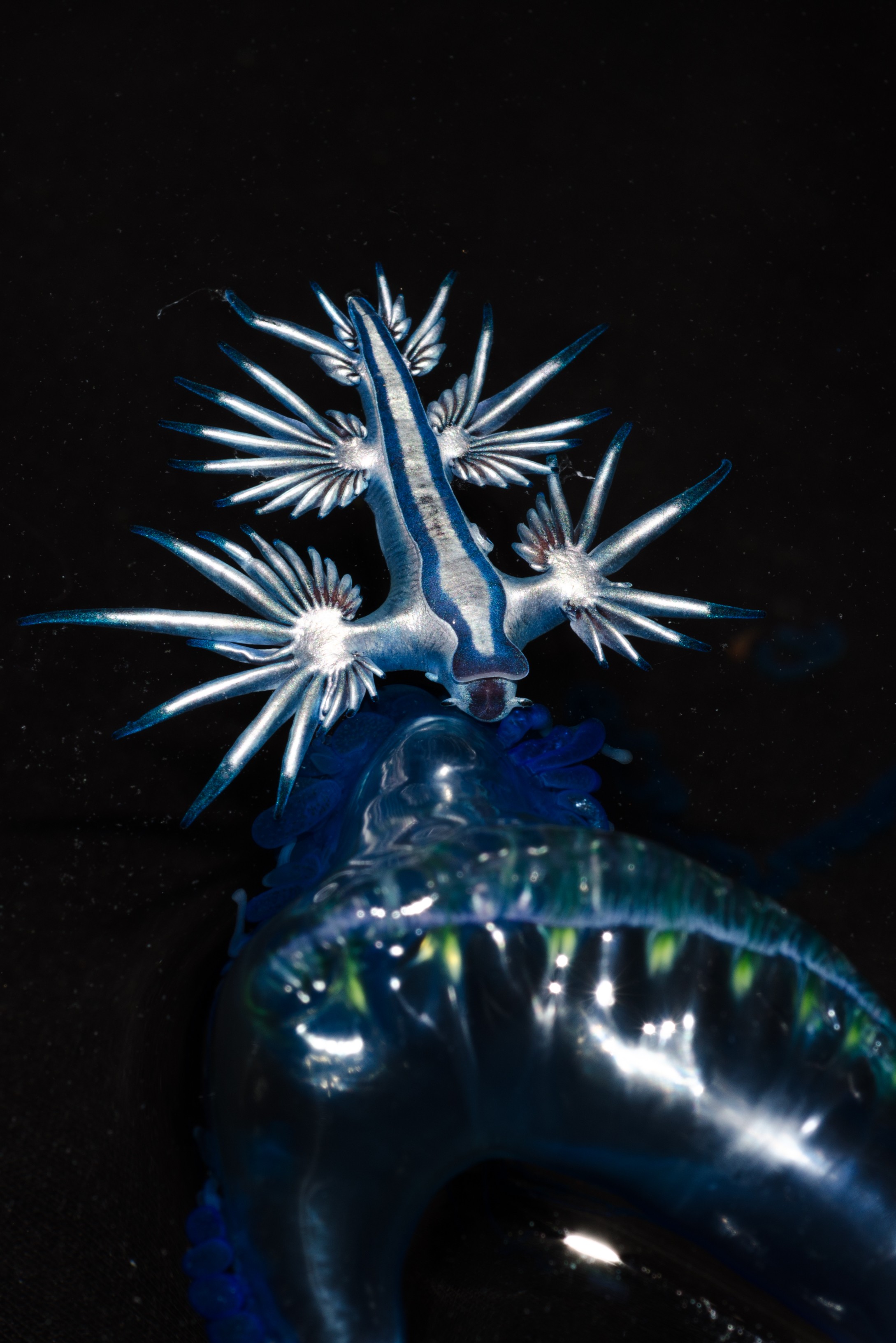 DSC_4348 – Underwater, Glaucus, atlanticus, Northland, nudibranch, blue, pokemon, pelagic, swallow, seaslug, sea slug, slug, sea, Crispin, marine, new zealand, zealand, new, nz,