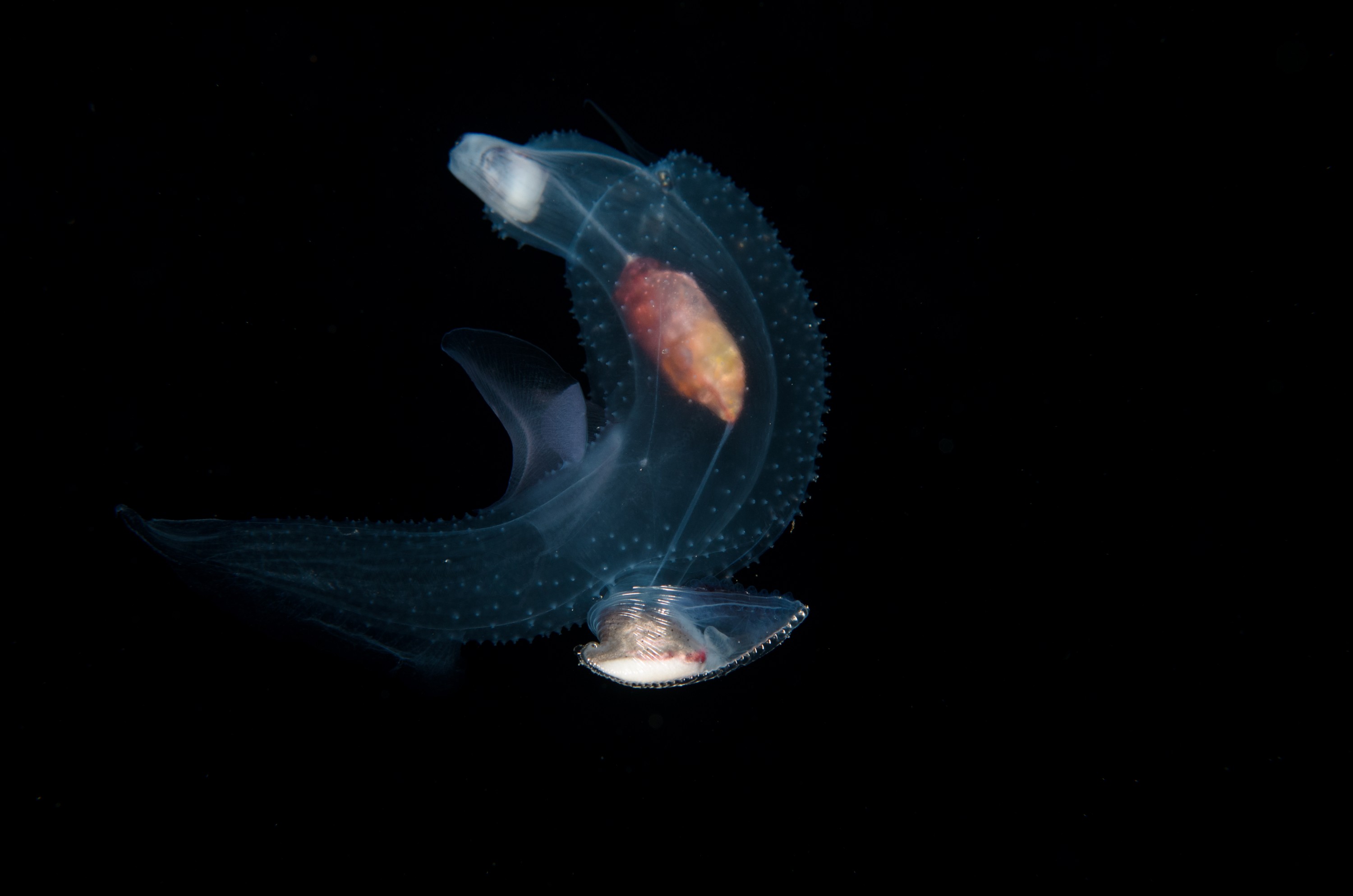 DSC_7837 – Butterfly, Crispin, PKI010916, Sea, Thecosomata, knights, marine, new, nz, pelagic, poor, reserve, snail, swimming, underwater, www.seacologynz.com, zealand