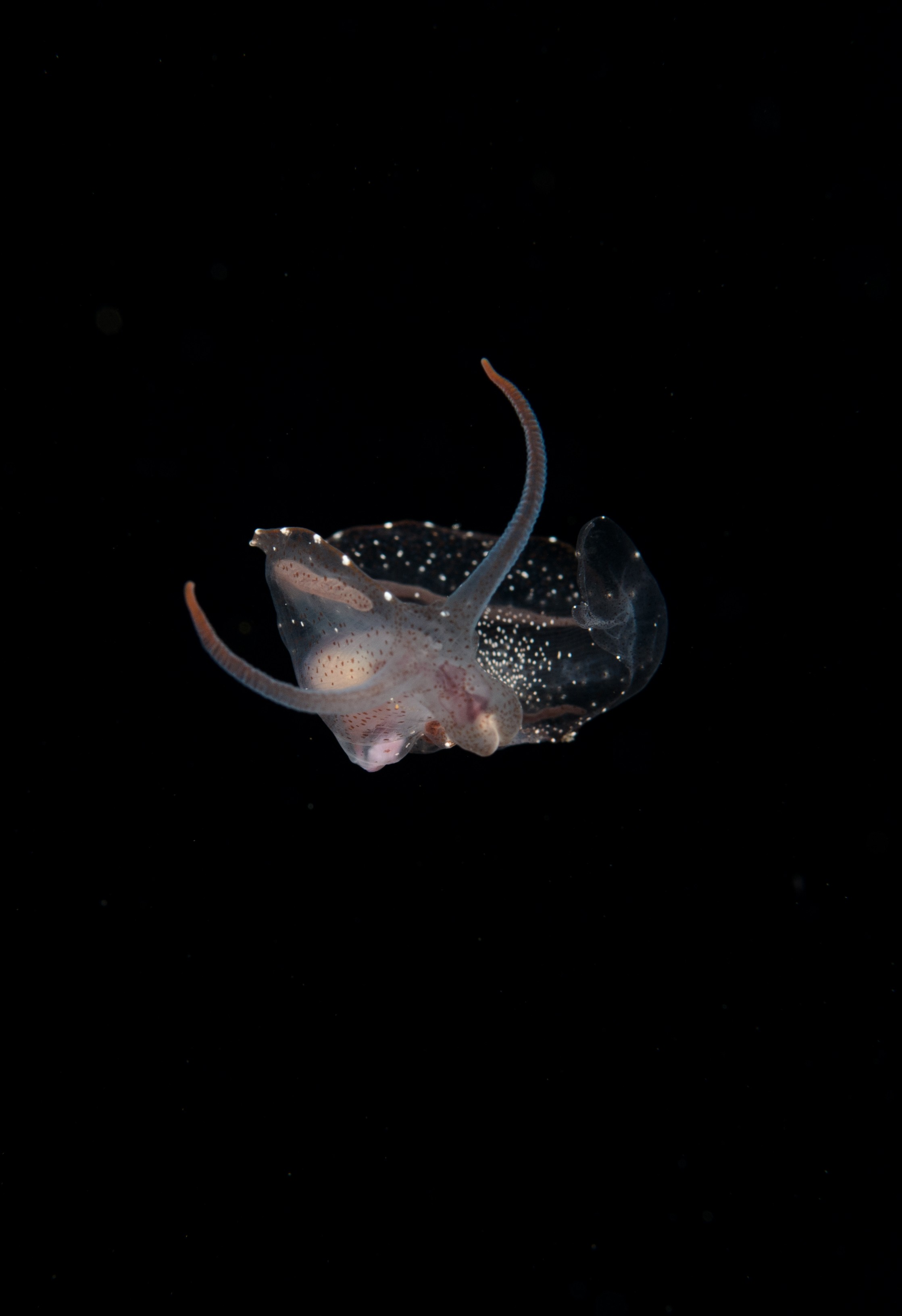 DSC_7951 – Crispin, PKI010916, clear, guts, knights, marine, new, nudibranch, nz, pelagic, poor, reserve, swimming, translucent, transparent, underwater, www.seacologynz.com, zealand